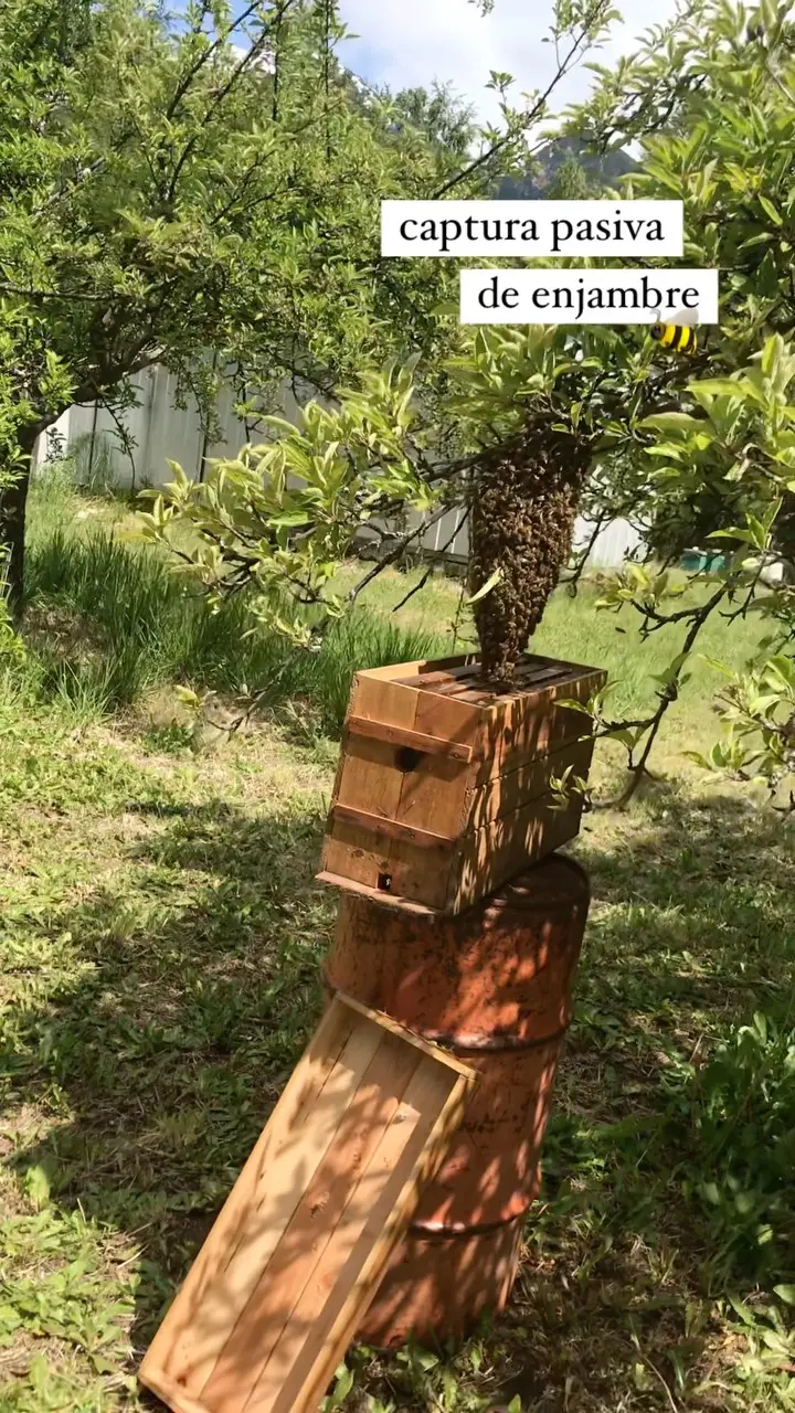 Colmenas activas de la chacra