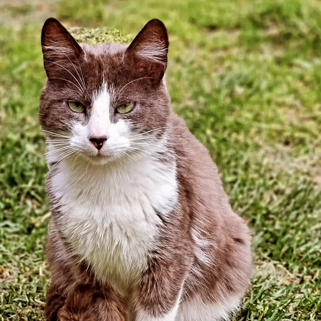 Hoffman, el gato de la casa